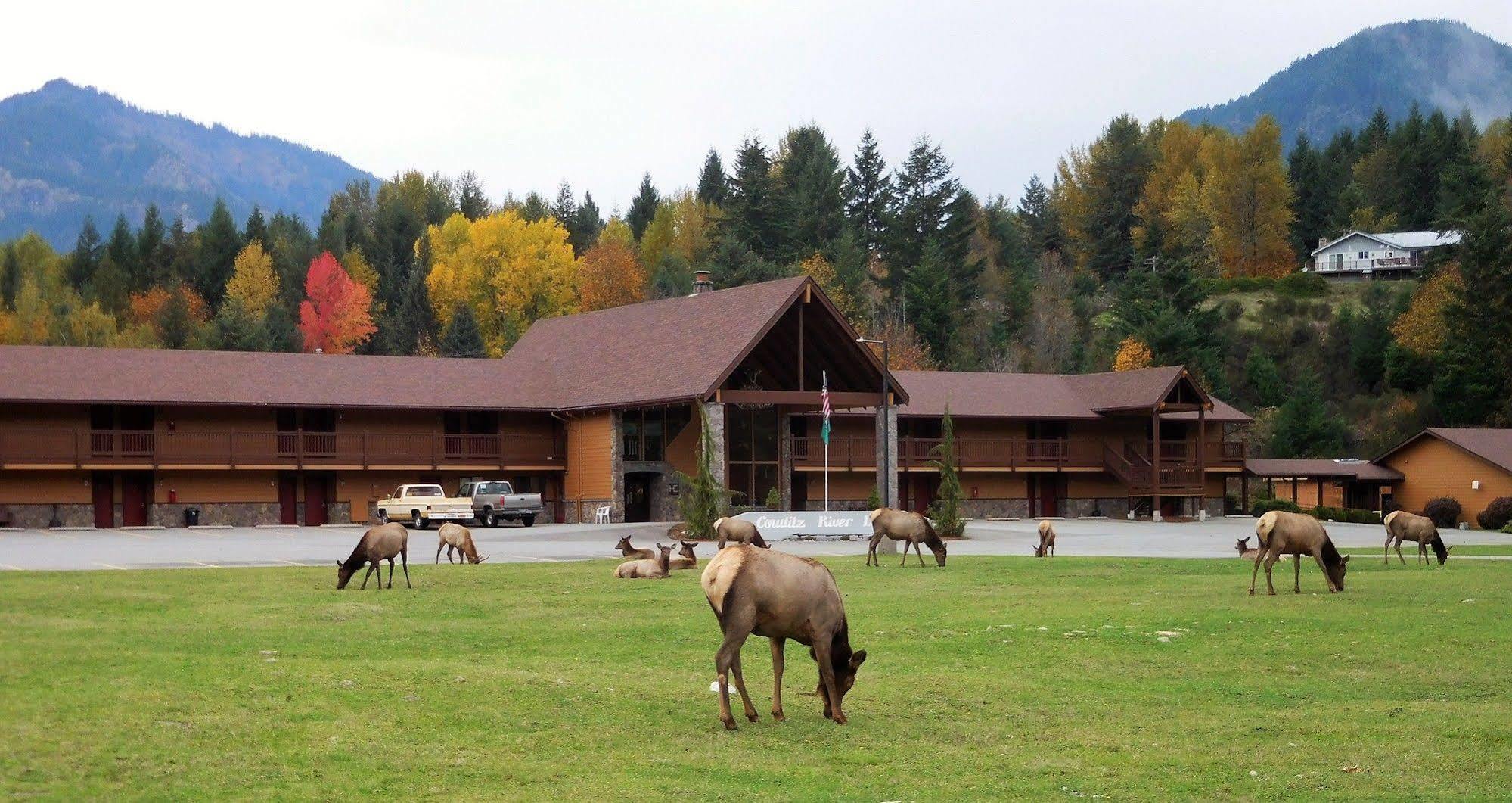 Cowlitz River Lodge Packwood Eksteriør bilde